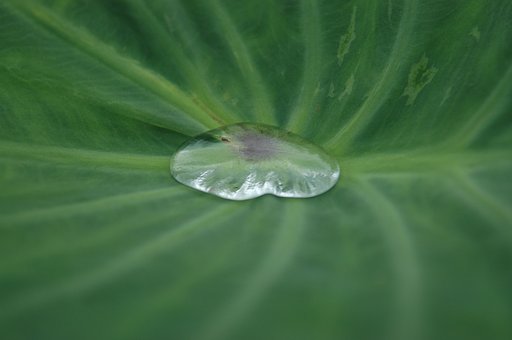 里芋