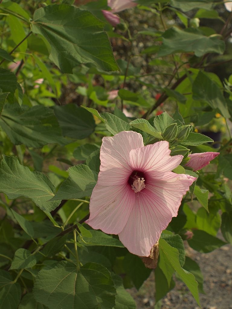 アメリカ芙蓉2