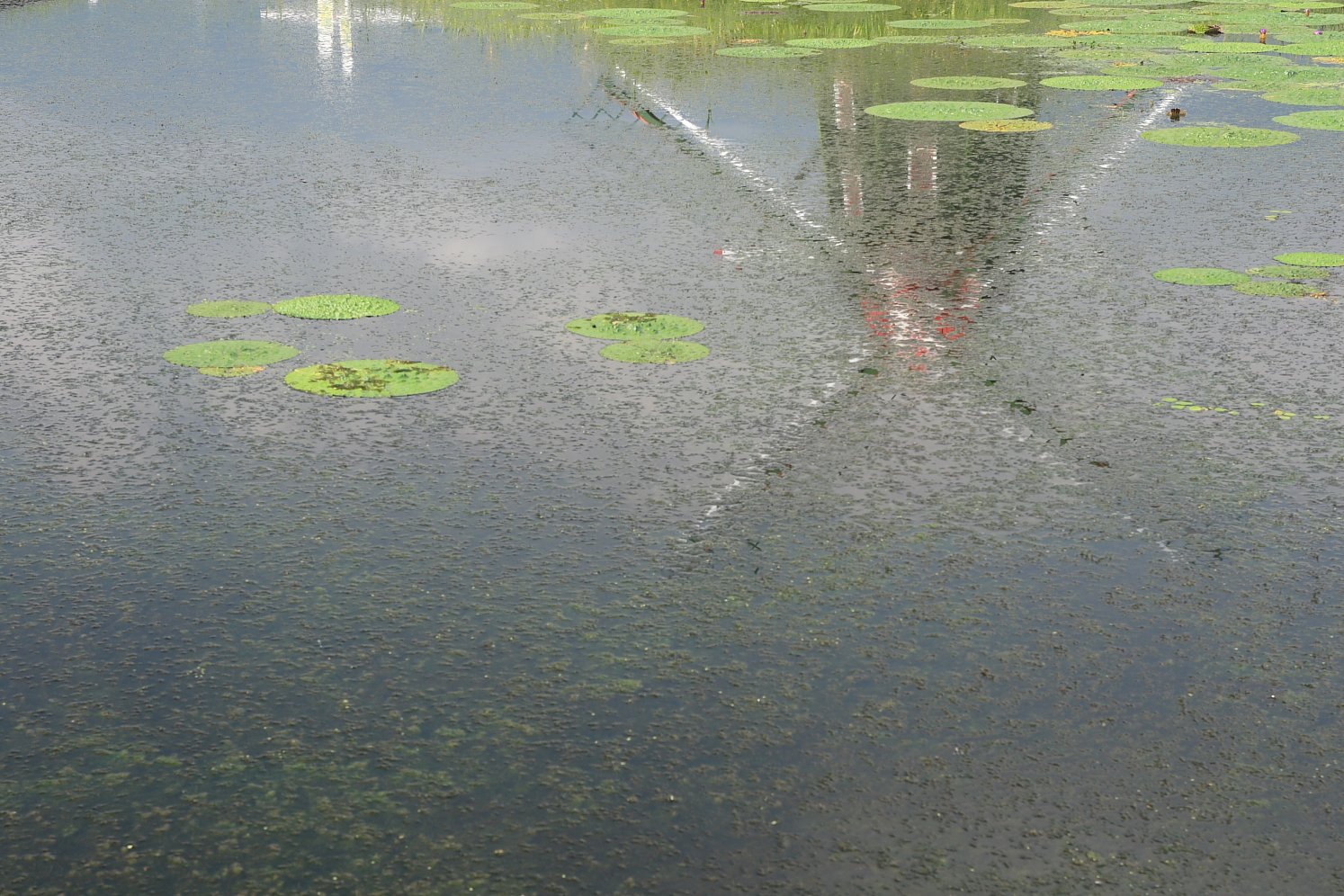 オニバスの花咲く風景