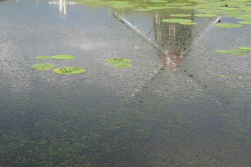 オニバスの花咲く風景