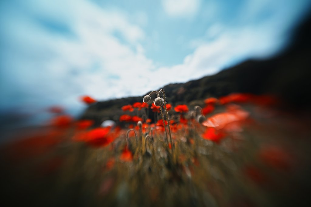 蕾