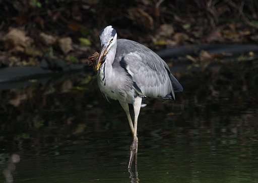 アオサギ捕食
