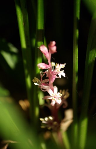 幸せを呼ぶ花