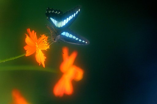 浮上がるアオスジ