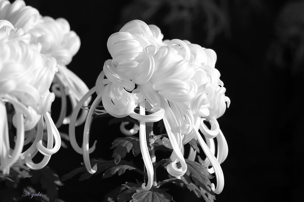 【記】白菊