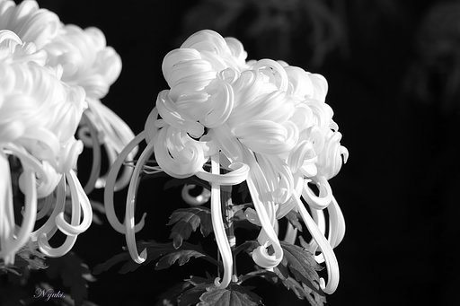 【記】白菊