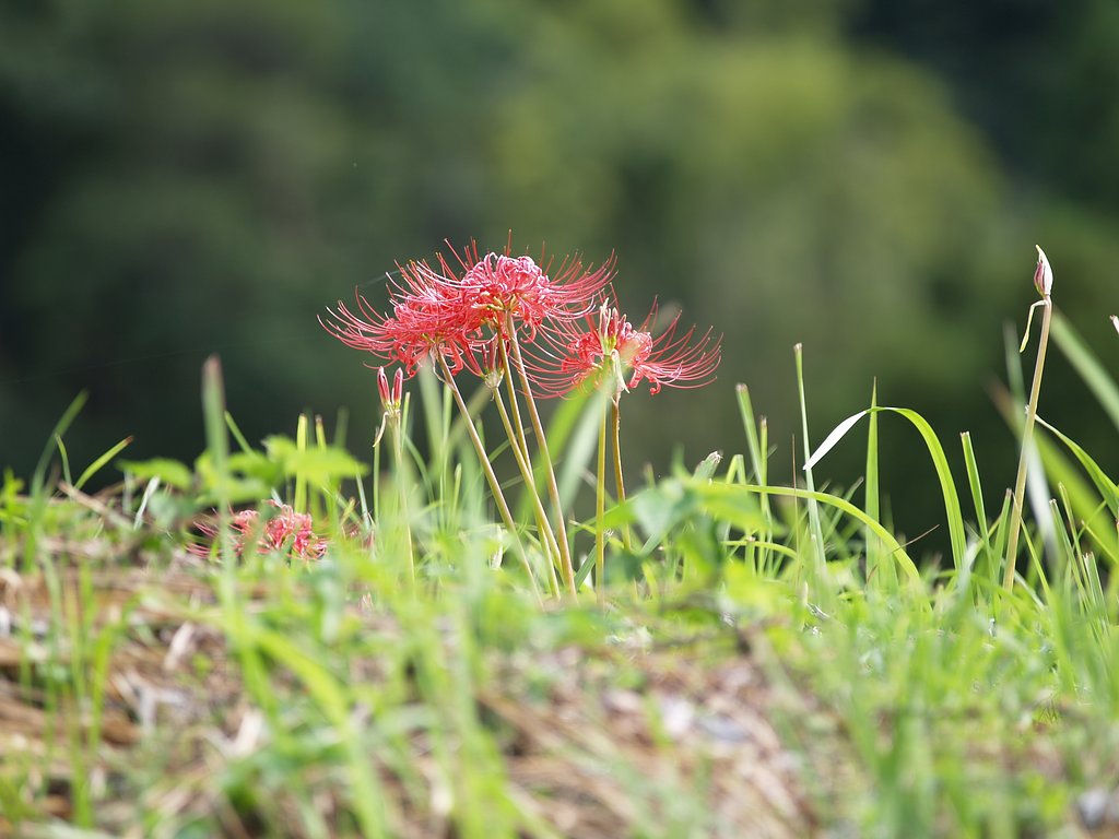 彼岸花