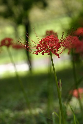 曼珠沙華