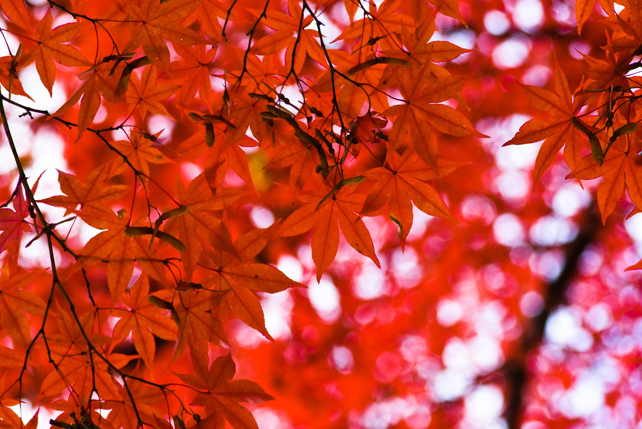 初紅葉