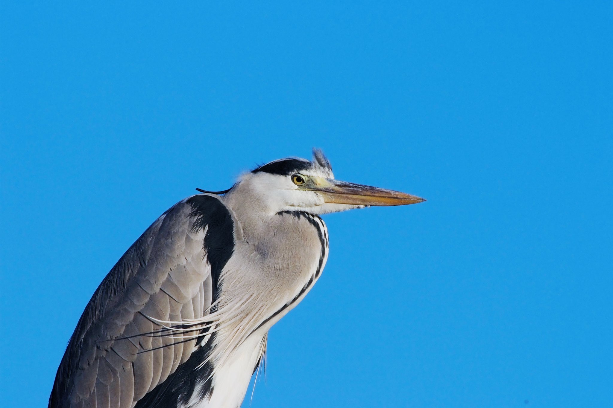 Ai Nikkor ED 600mm F5.6S