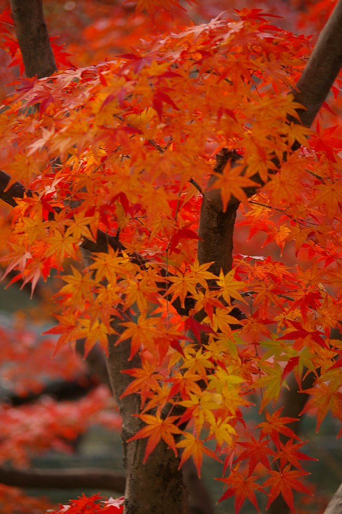 雅・・・和歌山紅葉渓庭園