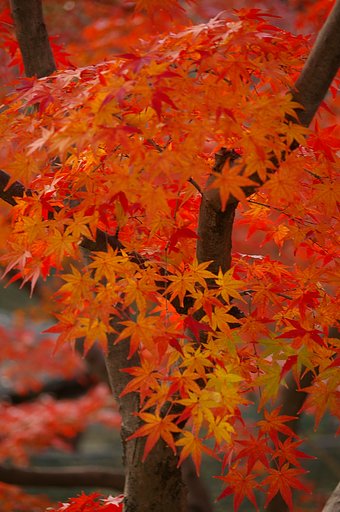 雅・・・和歌山紅葉渓庭園