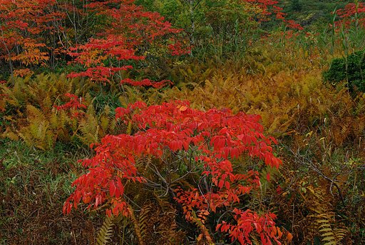 武具脱の池の紅葉