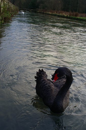 英黒鳥？