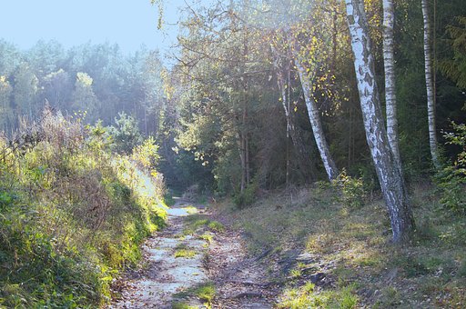 Road in forest