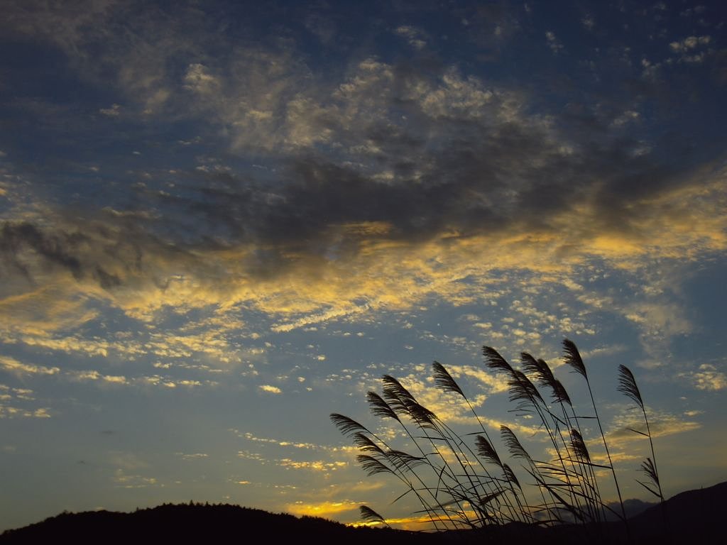 すすきのある夕暮れ
