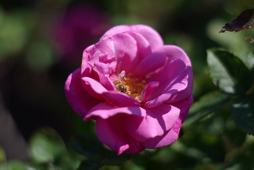 Super Takumar 55/1.8