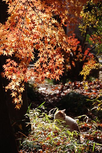 お寺の紅葉と猫