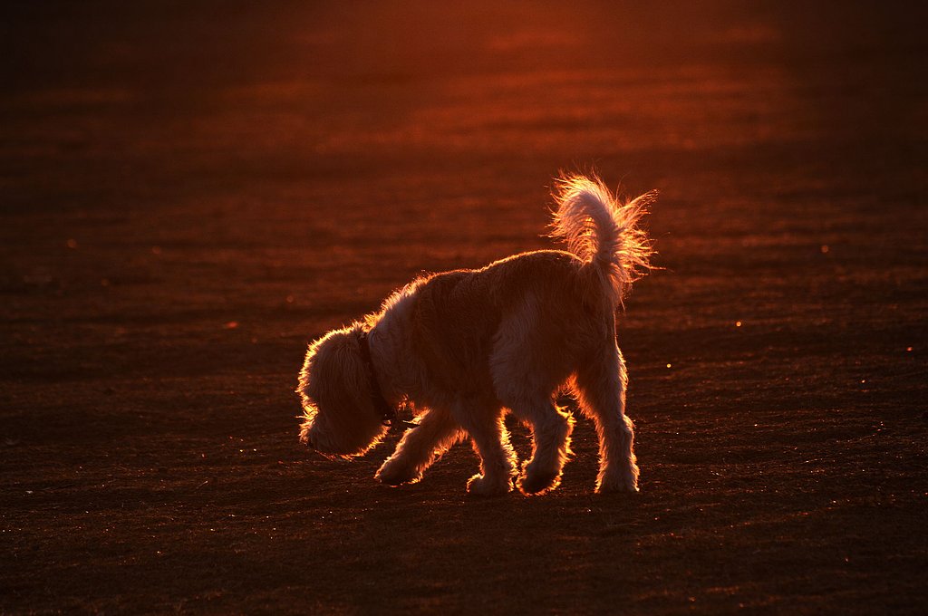 黄金犬