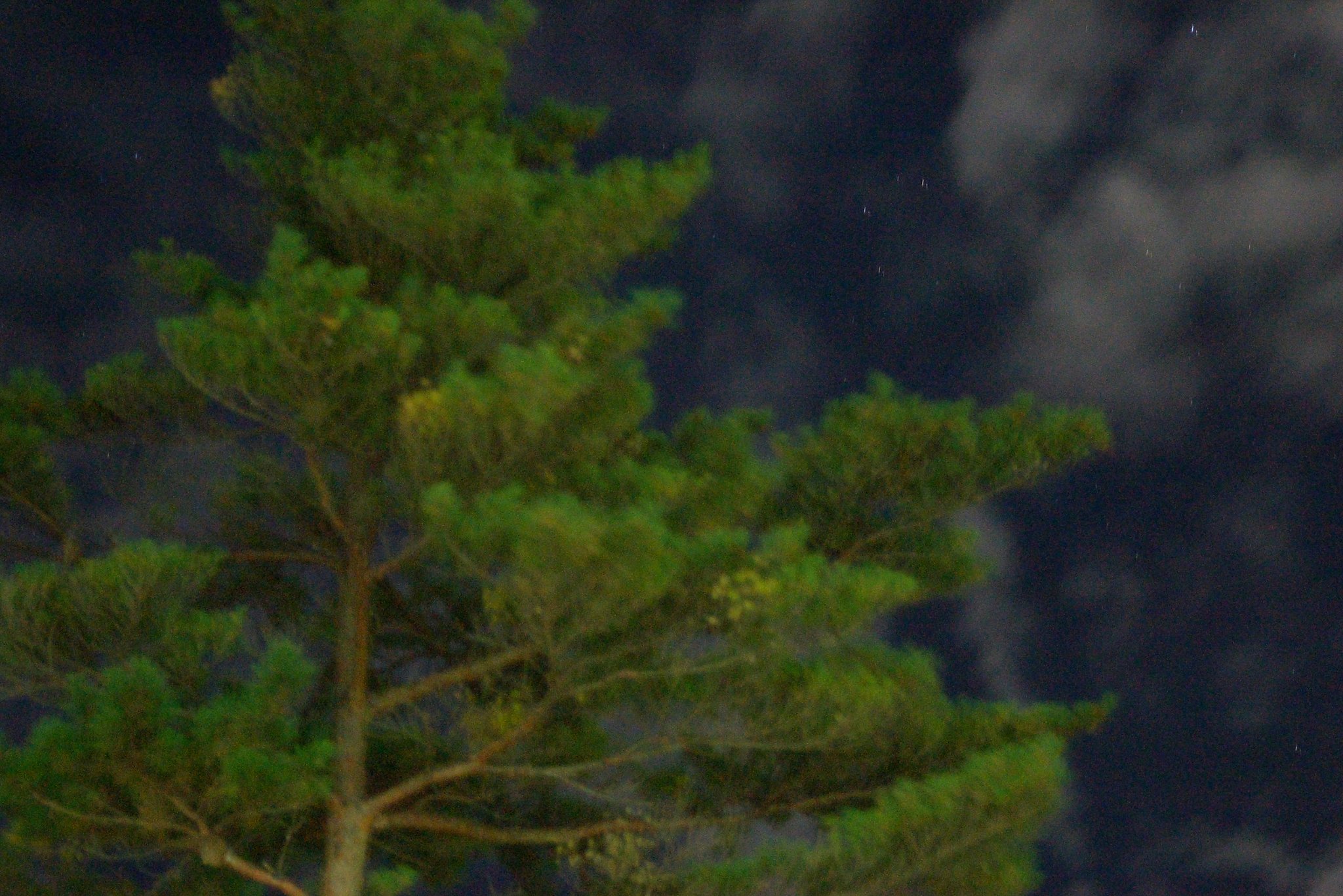 闇夜と強風のコラボレーション