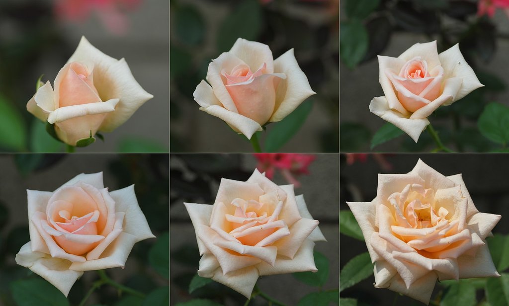 バラの開花