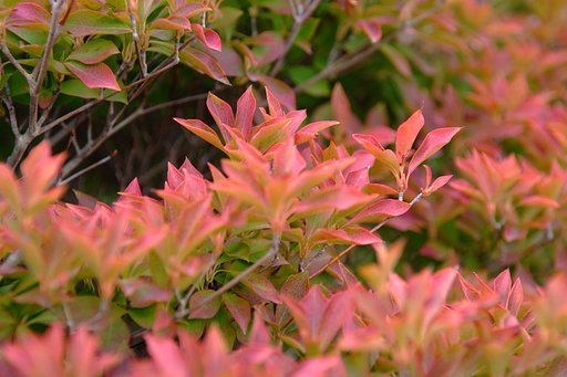 ワンポイント紅葉狩り