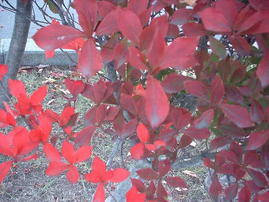 この木が・・・