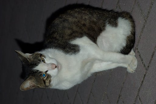 青目