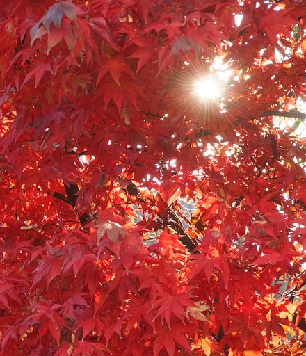 しつこく紅葉