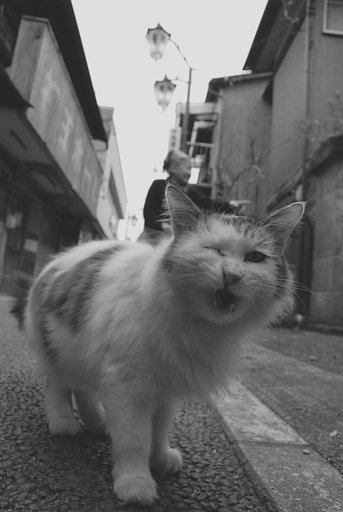 婆ちゃんと 野良にゃんこ