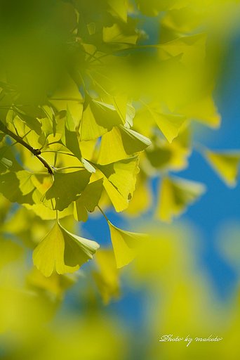 黄葉は花のように・・・