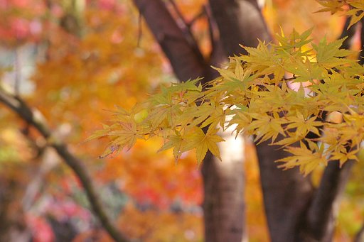 【締】写りより雰囲気で