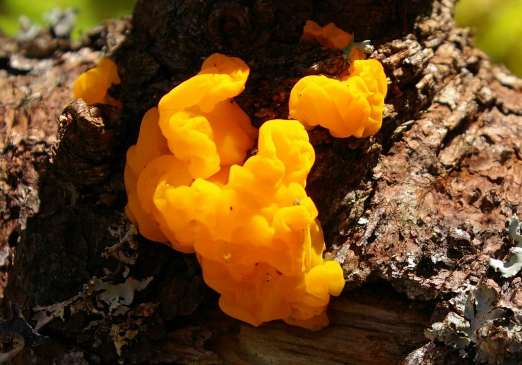 I do not know what this is?