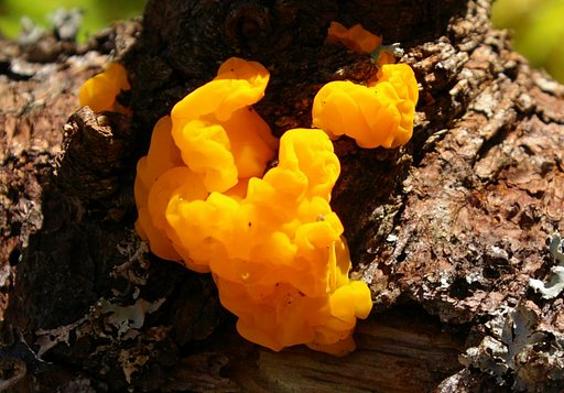 I do not know what this is?