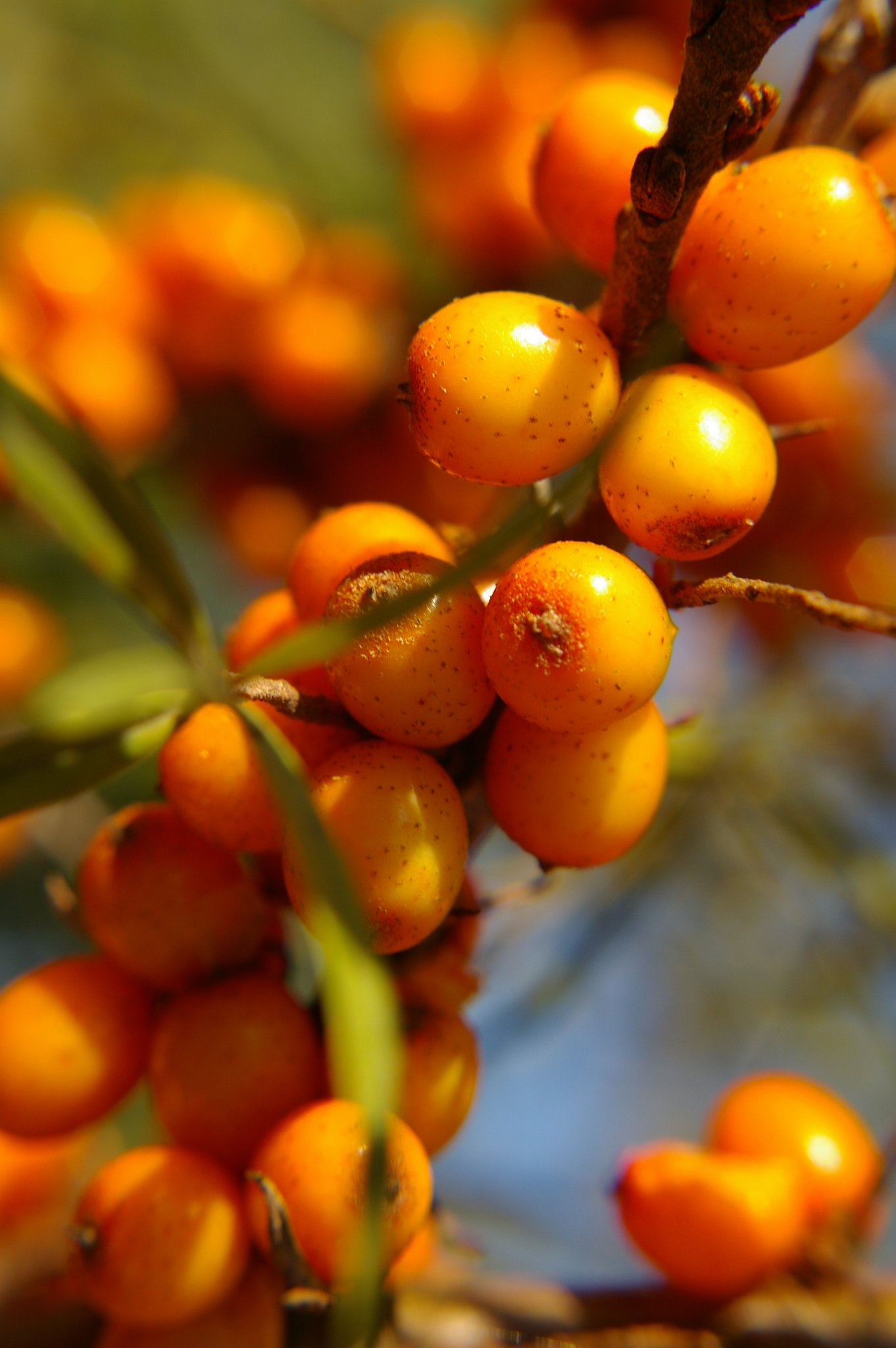 Orange fruits