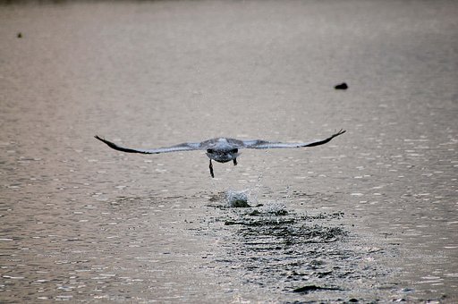 離陸と水しぶき