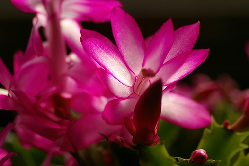 【記】おばあちゃんの花