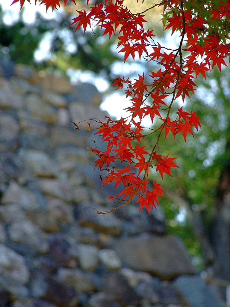 松江城の紅葉