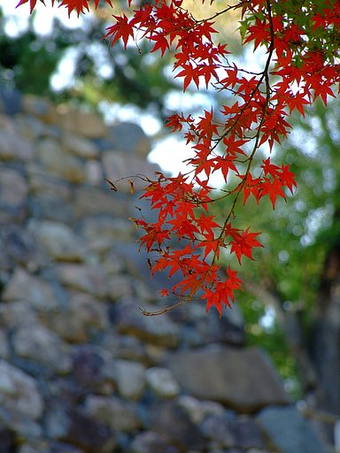 松江城の紅葉