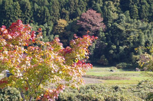 里山の太陽の光に輝く紅葉