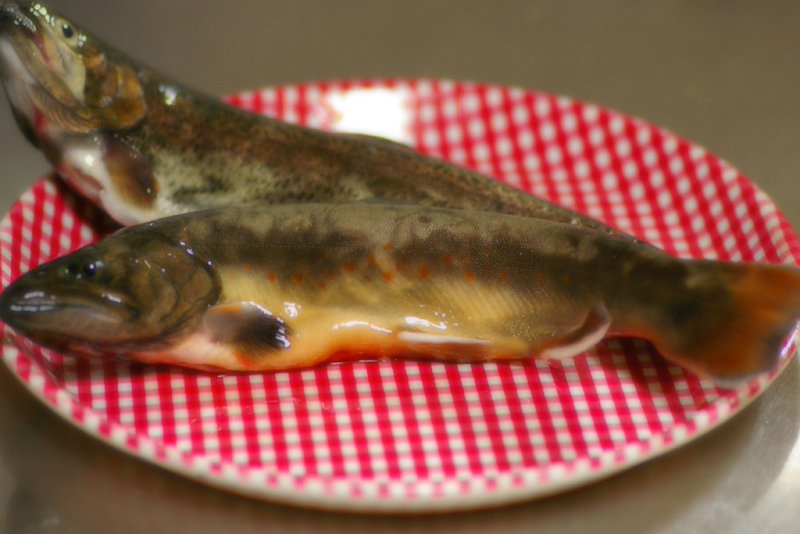 【秋】の岩魚