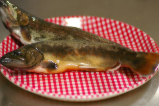 【秋】の岩魚