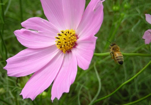 ホバリング