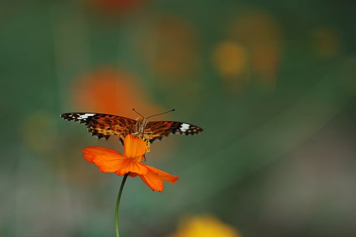 蜜色に染まって