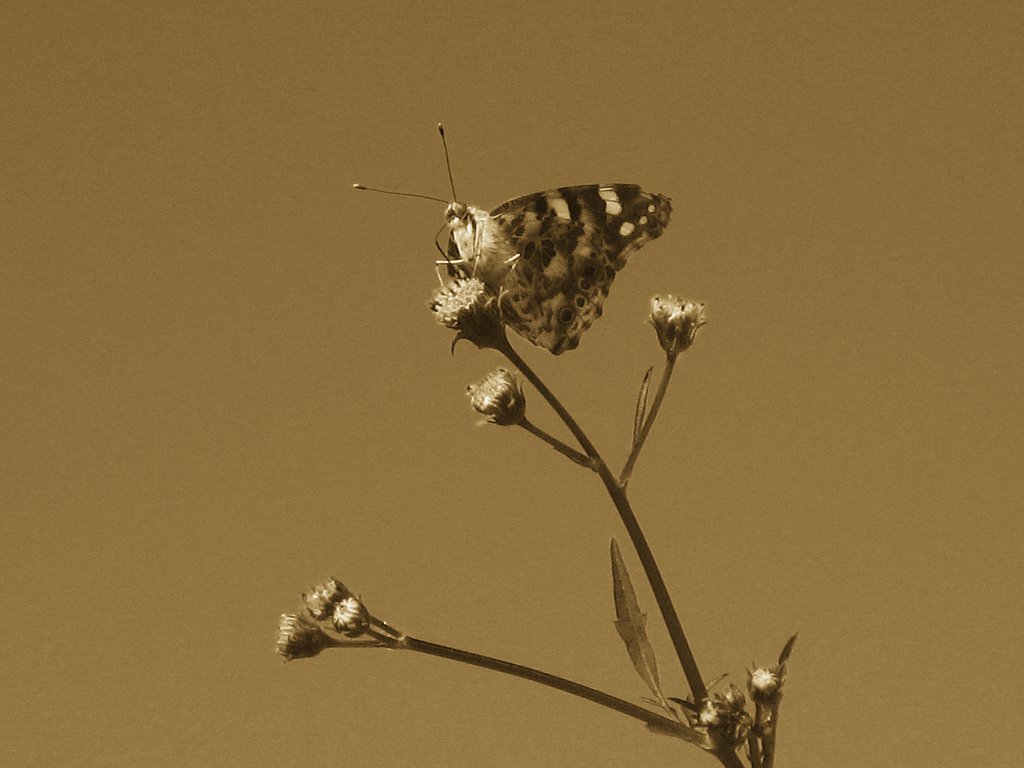 空に雄々しく