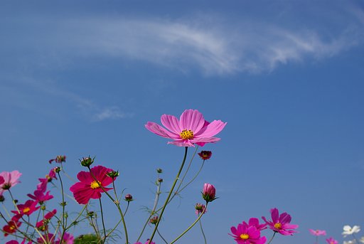 やっぱ、ピンクも・・・
