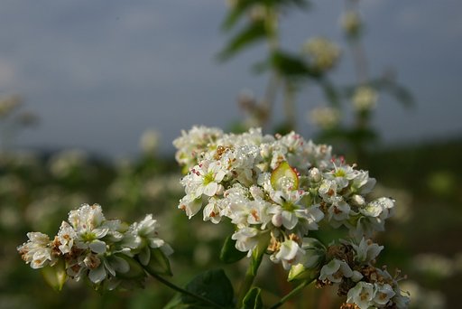 そばの花