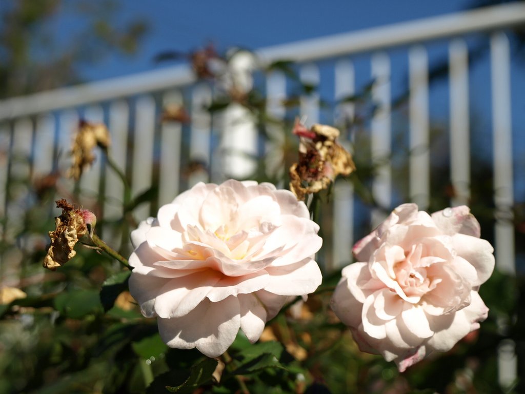 咲いたり散ったり