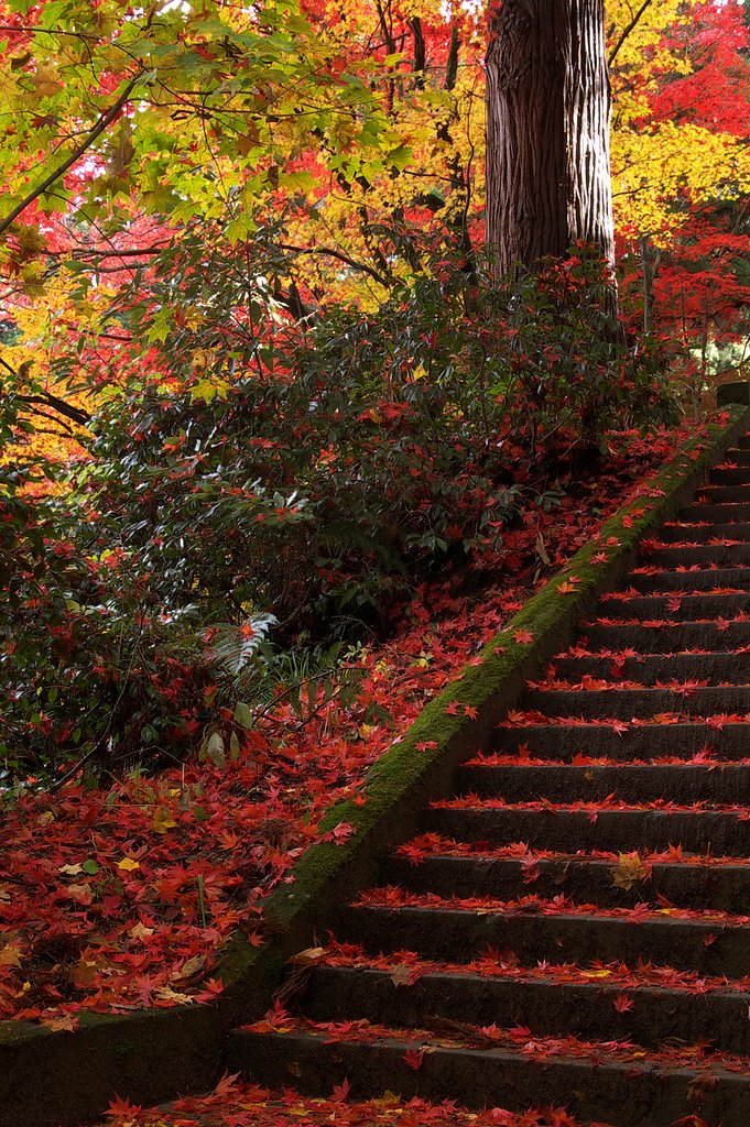 紅い参道