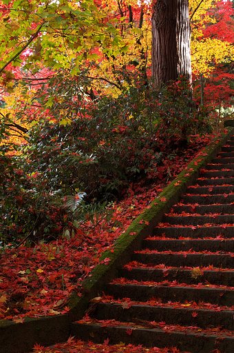 紅い参道